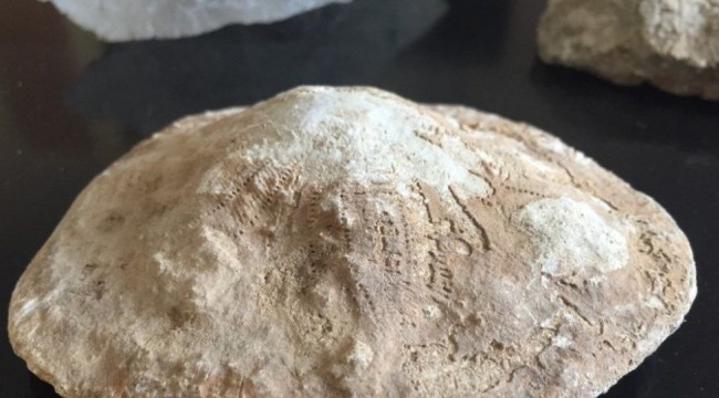 Kahramanmaraş'ta 35 milyon yıllık fosil bulundu