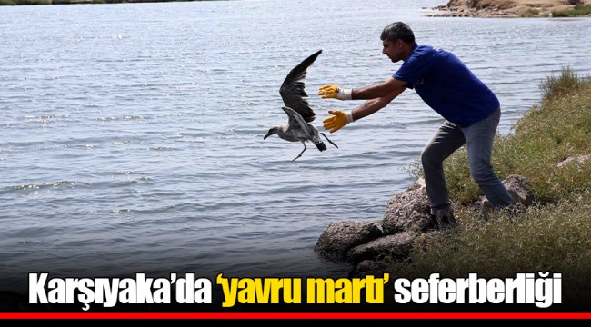 Karşıyaka’da ‘yavru martı’ seferberliği