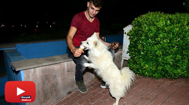 Köpeğin dondurma aşkı