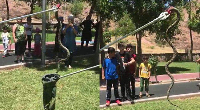 Korkutan yılan yakalanarak doğal ortamına bırakıldı