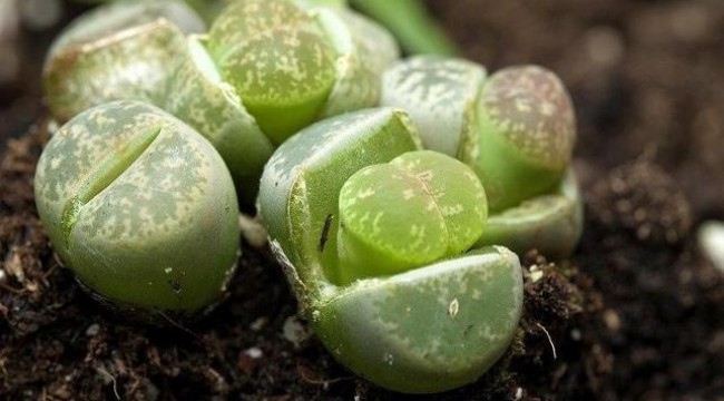 Mars'ta bile canlı kalabilen dünyanın en dayanıklı bitkileri