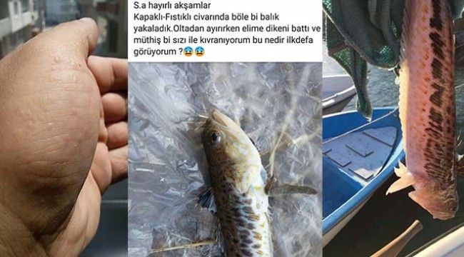 Olta balıkçıları dikkat