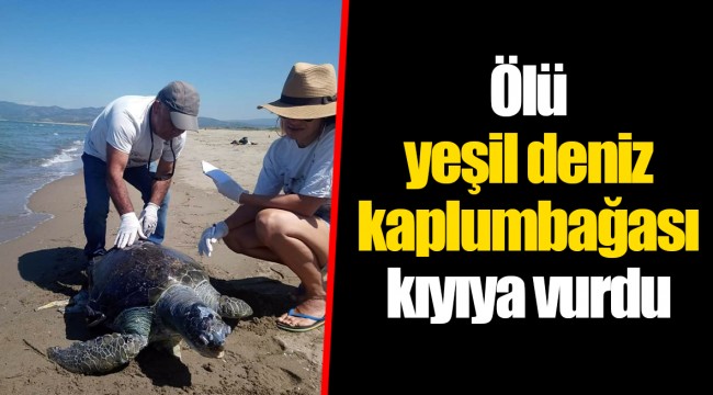 Ölü yeşil deniz kaplumbağası kıyıya vurdu