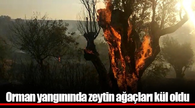 Orman yangınında zeytin ağaçları kül oldu