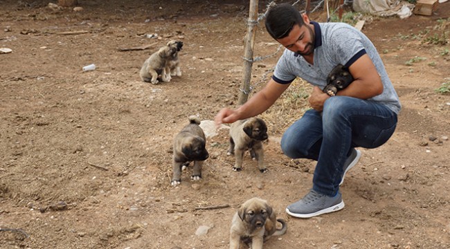 Sel sularına kapılan yavru köpekleri gözünü kırpmadan kurtardı