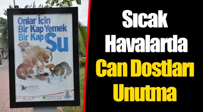 Sıcak Havalarda Can Dostları Unutma