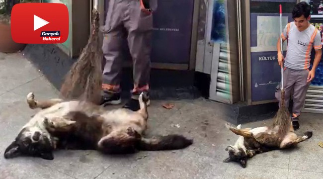 Temizlik işçisinden köpeğe masaj