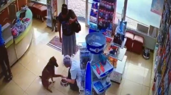 Yaralanan sokak köpeği, eczaneye girip patisini uzattı