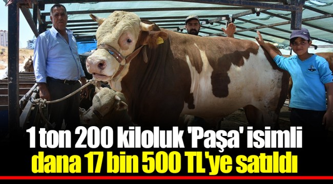 1 ton 200 kiloluk 'Paşa' isimli dana 17 bin 500 TL'ye satıldı