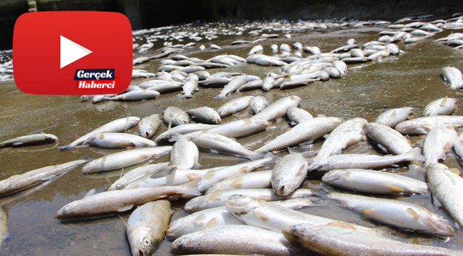 150 bin balık telef oldu, 300 bin TL’lik zarar oluştu