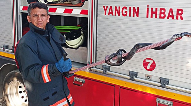 2,5 metrelik kara yılan korkuttu