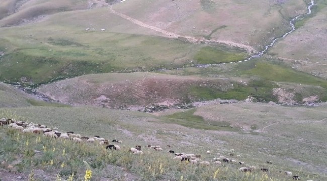 Ağrı'dan İzmir'e kurbanlık sevkiyatı hızlandı