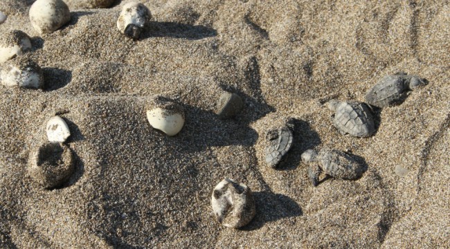 Akaryakıt şirketi için müdahale edilen sahilde caretta caretta yavruları öldü