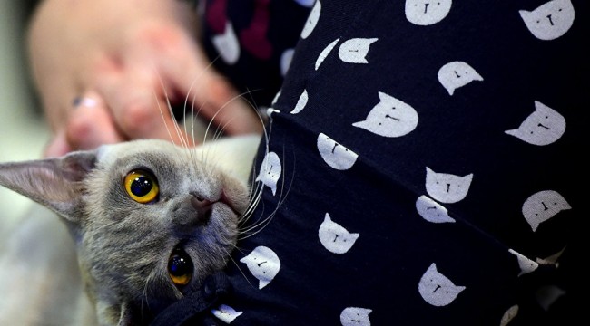 Araştırmaya göre, kedi ve köpeklerle sadece 10 dakikalık etkileşim stres düzeyini düşürüyor