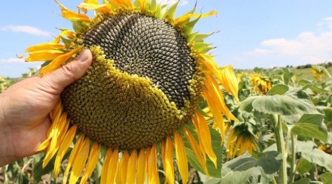 Ayçiçeği tarlaları hem göze hem de cebe iyi geldi