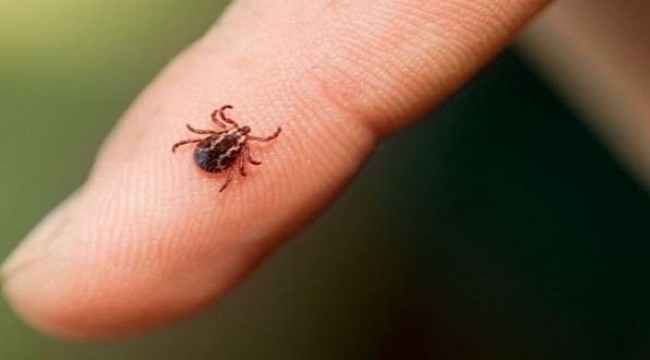 Bakanlıktan KKKA uyarısı: "Açık renk giysiler tercih edin"