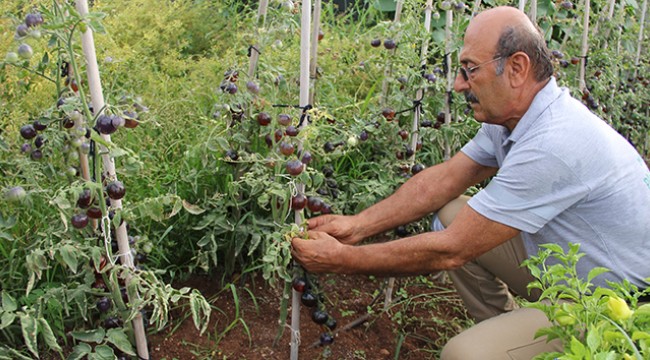 Bu domatesleri görenler şaşırıyor