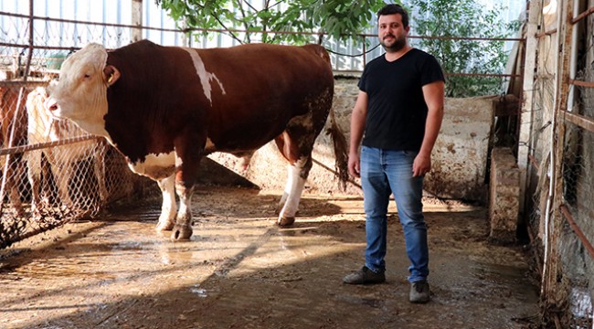 Bu kurbanlık otomobil fiyatına satılıyor