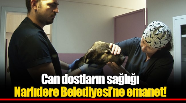 Can dostların sağlığı Narlıdere Belediyesi’ne emanet!