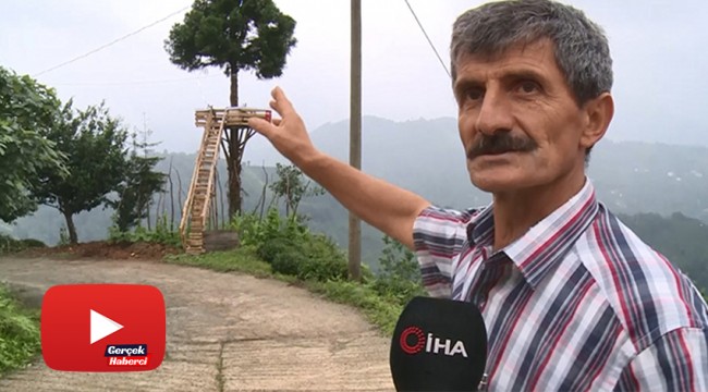 Çocukken diktiği çam ağacına şimdi seyir terası kurdu
