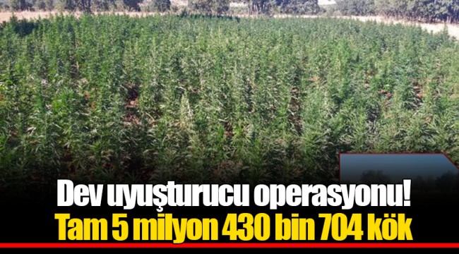 Dev uyuşturucu operasyonu! Tam 5 milyon 430 bin 704 kök