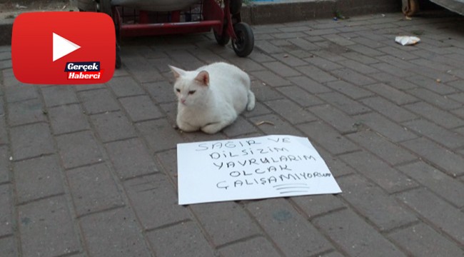 Dilenci kedi!