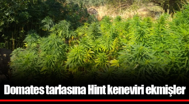 Domates tarlasına Hint keneviri ekmişler