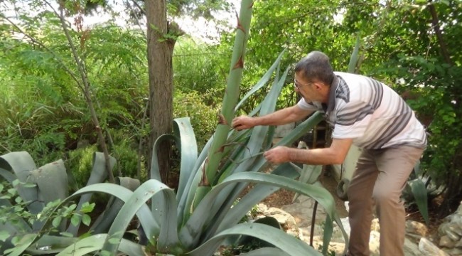 Ekildiği tarihten 46 yıl sonra çiçek açtı