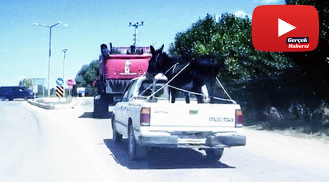 Eşeğin kamyonet ile yolculuğu görenleri şaşırttı