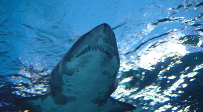 Gökova Körfezi’nde görülen köpekbalığı için uzman yorumları