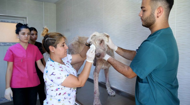 Hasta köpeği kucağında taşıyıp hayata döndürdü