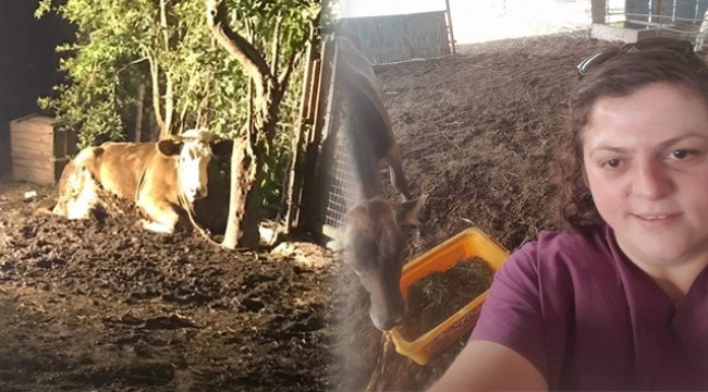 İneği ölümden kurtaran veteriner hekim hayatını kaybetti