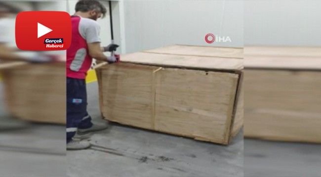 İstanbul havalimanı'nda 1 ton 217 kilogram Pangolin pul ele geçirildi
