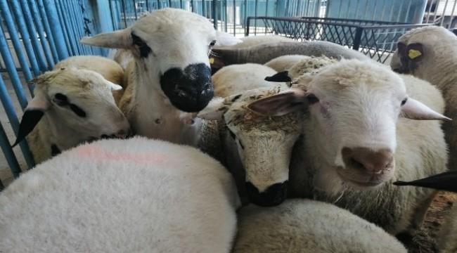 İzmir'de 20 mahalle ‘veba' şüphesi ile karantinaya alındı