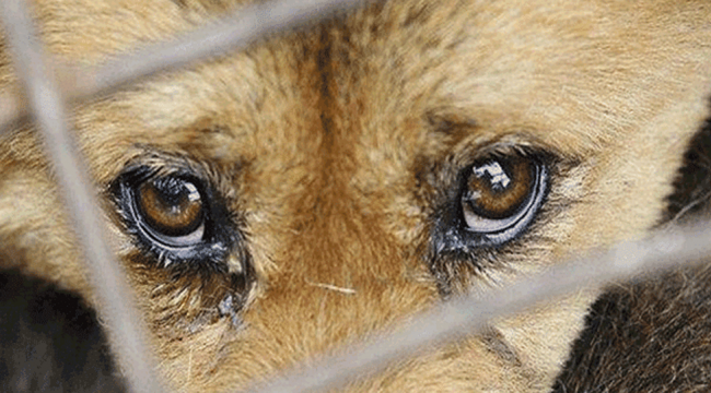 Köpeklere kürekle vuran kadına 750 TL para cezası verildi