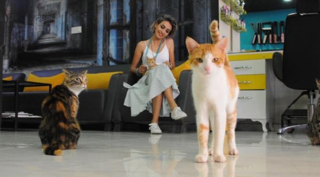 Kuaföründe 15 kedi ile birlikte çalışıyor