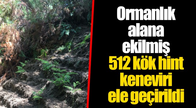 Ormanlık alana ekilmiş 512 kök hint keneviri ele geçirildi