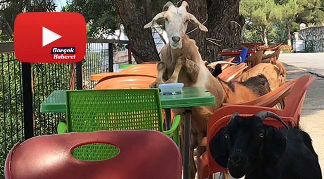 Sevimli keçiler kafeyi bastı