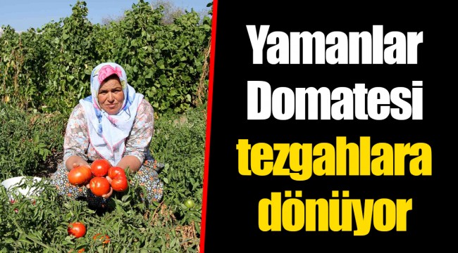 Yamanlar Domatesi tezgahlara dönüyor 