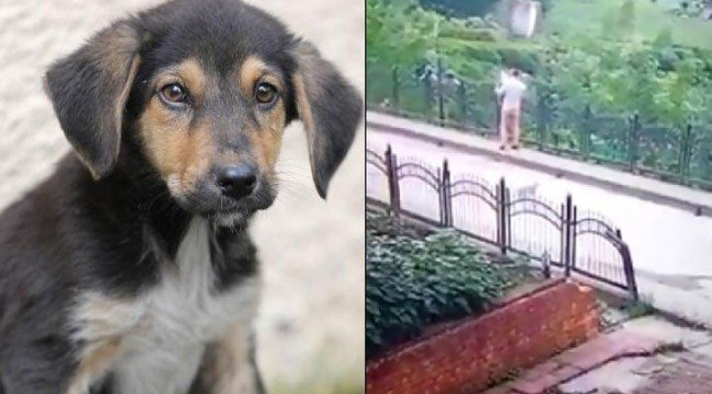 Yavru köpeği faraşa koyup dereye atan işçiye 773 lira ceza kesildi