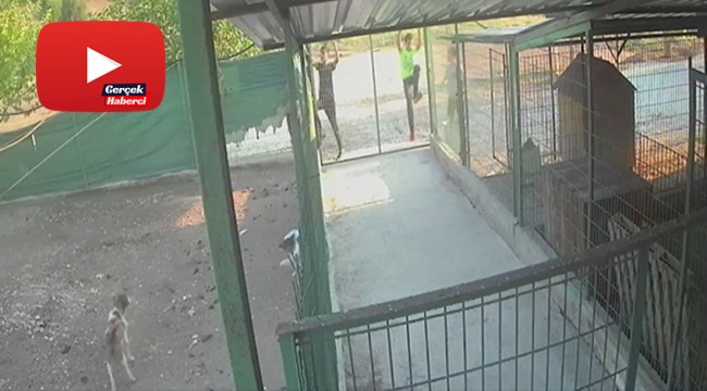 Barınağa giren hırsızlar pitbull cinsi köpekleri çalıp kaçtı