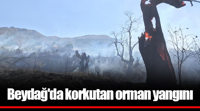 Beydağ'da korkutan orman yangını