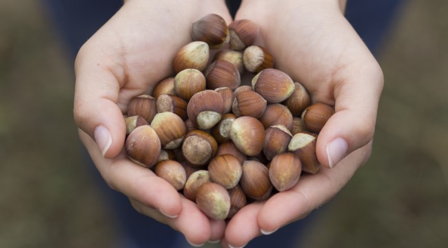 Ferrero: Türkiye 2 milyon ton fındık üretebilir