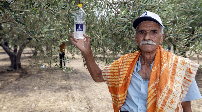 Foça’da 44 bin zeytin ağacı korunacak