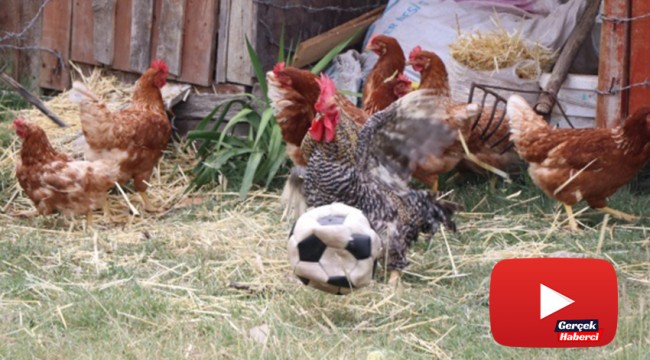Futbol tutkunu horoz