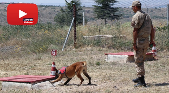 Hayat kurtaran köpekler 16 haftalık eğitimden geçiriliyor