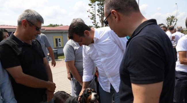 İBB Başkanı İmamoğlu'ndan sokak hayvanları talimatı