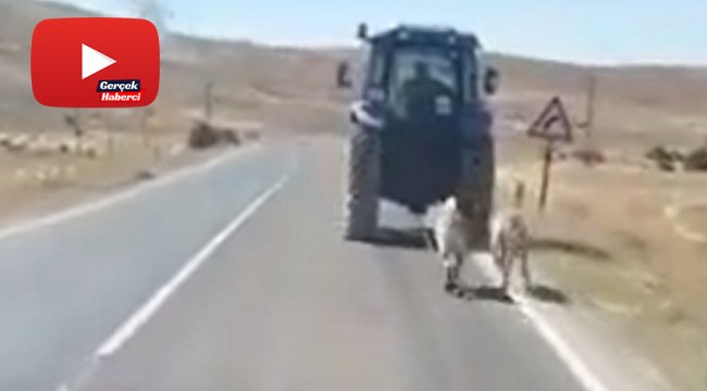 İki köpeği traktör arkasına bağlayarak sürükledi