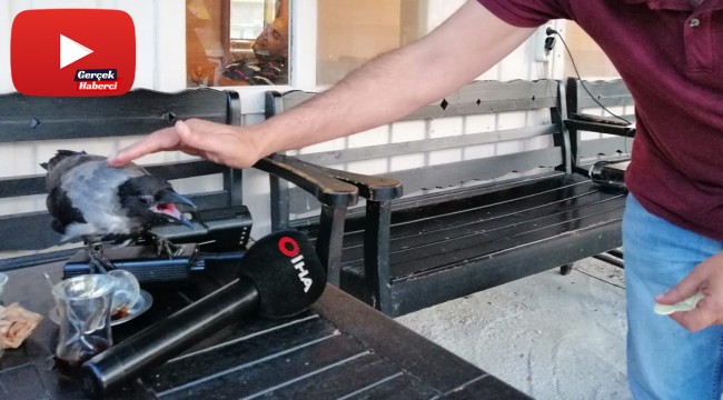 Karga ile taksi şoförlerinin dostluğu kamerada
