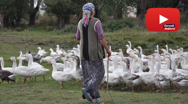 Kars'ta kazlar besiye alındı